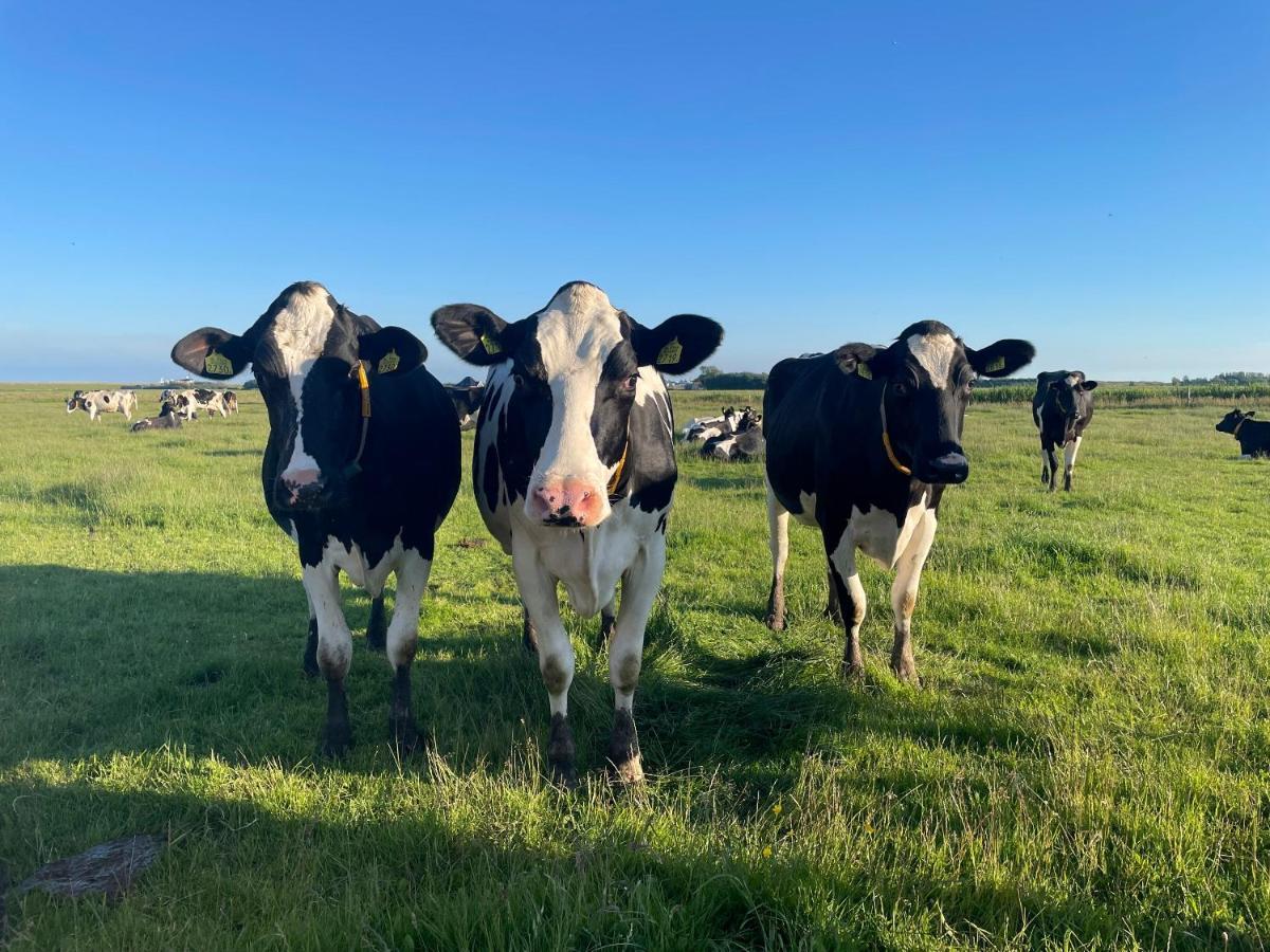 Johanneshoeve - De Mooiste Plek Op Texel 登霍伦 外观 照片